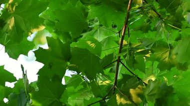 Güneşli bir günde aşağıdan yeşil yeşillik görünümü