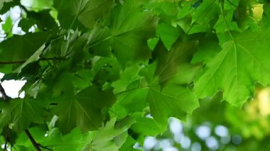 Güneşli bir günde aşağıdan yeşil yeşillik görünümü