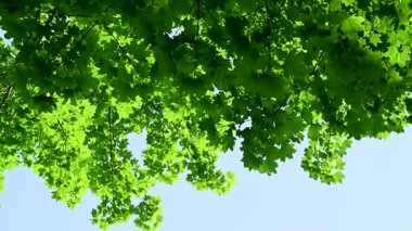 Güneşli bir günde aşağıdan yeşil yeşillik görünümü