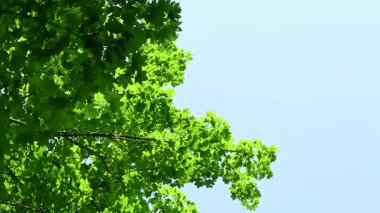 Güneşli bir günde aşağıdan yeşil yeşillik görünümü