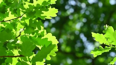 Güneşli bir günde aşağıdan yeşil yeşillik görünümü