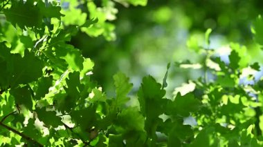 Güneşli bir günde aşağıdan yeşil yeşillik görünümü