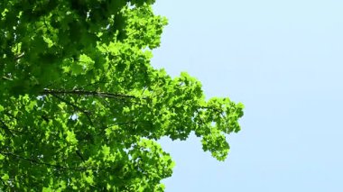 Güneşli bir günde aşağıdan yeşil yeşillik görünümü