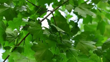 Güneşli bir günde aşağıdan yeşil yeşillik görünümü