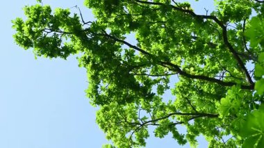 Güneşli bir günde aşağıdan yeşil yeşillik görünümü