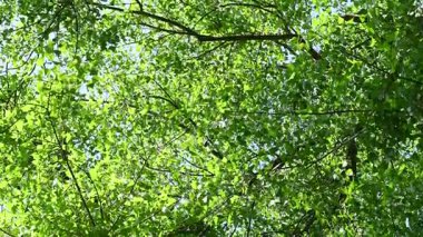 Güneşli bir günde aşağıdan yeşil yeşillik görünümü