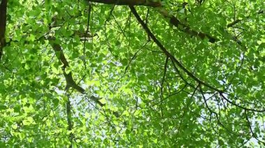 Güneşli bir günde aşağıdan yeşil yeşillik görünümü