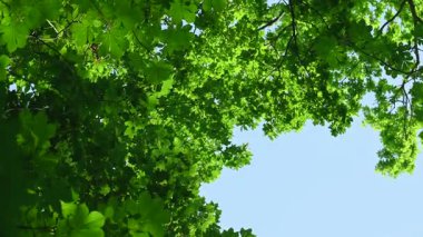 Güneşli bir günde aşağıdan yeşil yeşillik görünümü