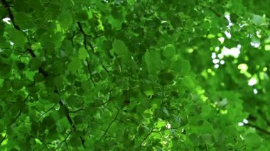 Güneşli bir günde aşağıdan yeşil yeşillik görünümü