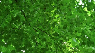 Güneşli bir günde aşağıdan yeşil yeşillik görünümü