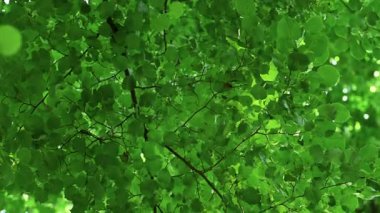 Güneşli bir günde aşağıdan yeşil yeşillik görünümü