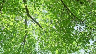 Güneşli bir günde aşağıdan yeşil yeşillik görünümü