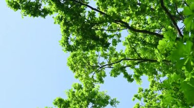 Güneşli bir günde aşağıdan yeşil yeşillik görünümü