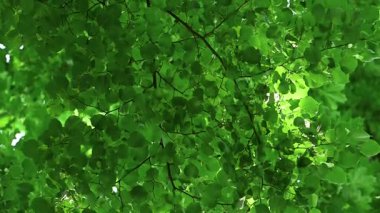 Güneşli bir günde aşağıdan yeşil yeşillik görünümü