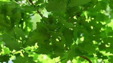 Güneşli bir günde aşağıdan yeşil yeşillik görünümü