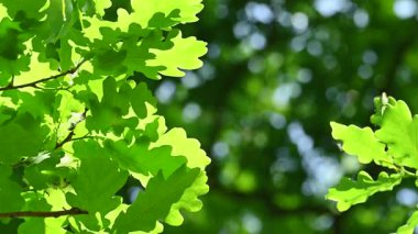 Güneşli bir günde aşağıdan yeşil yeşillik görünümü