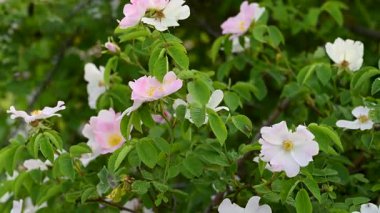 Gül kalça çiçekleri güneşli bir günde