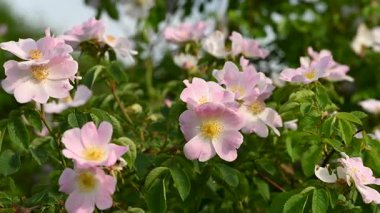 Gül kalça çiçekleri güneşli bir günde