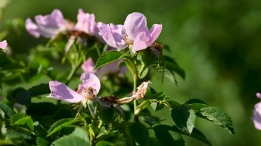 Gül kalça çiçekleri güneşli bir günde