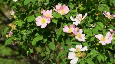 Gül kalça çiçekleri güneşli bir günde