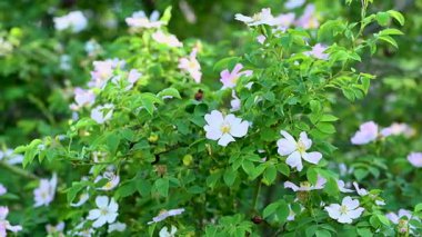 Gül kalça çiçekleri güneşli bir günde