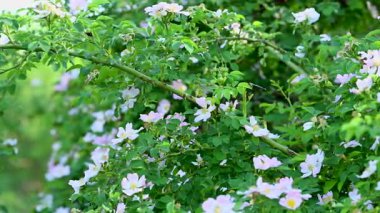 Gül kalça çiçekleri güneşli bir günde