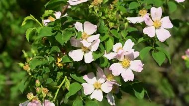 Gül kalça çiçekleri güneşli bir günde