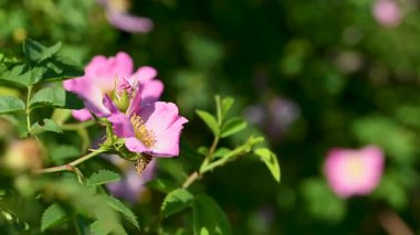 Gül kalça çiçekleri güneşli bir günde