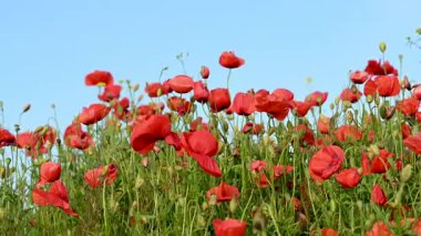 Güneşli bir günde çayırda güzel kırmızı gelincikler