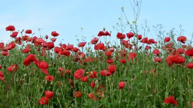 Güneşli bir günde çayırda güzel kırmızı gelincikler
