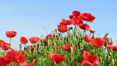 Güneşli bir günde çayırda güzel kırmızı gelincikler