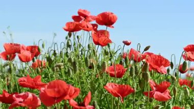 Güneşli bir günde çayırda güzel kırmızı gelincikler