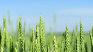 Güneşli bir günde yeşil buğday kulakları