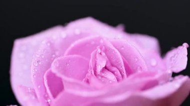 Leylak gülünün videosu.