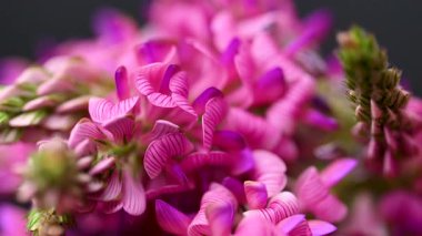 Sainfoin çiçek videosu siyah arkaplan üzerine