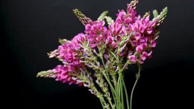 Sainfoin çiçek videosu siyah arkaplan üzerine
