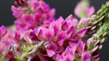 Sainfoin çiçek videosu siyah arkaplan üzerine