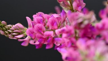 Sainfoin çiçek videosu siyah arkaplan üzerine
