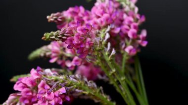 Sainfoin çiçek videosu siyah arkaplan üzerine