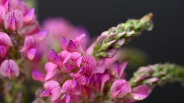 Sainfoin çiçek videosu siyah arkaplan üzerine