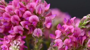 Sainfoin çiçek videosu siyah arkaplan üzerine