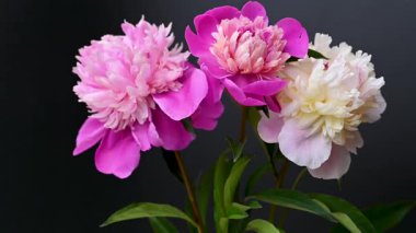 Siyah arkaplanda şakayık çiçekleri videosu