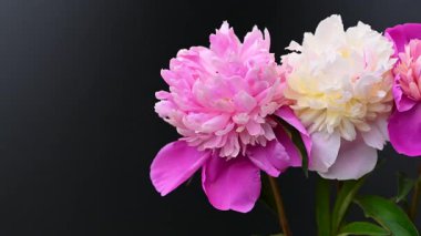 Siyah arkaplanda şakayık çiçekleri videosu