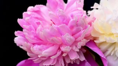 Siyah arkaplanda şakayık çiçekleri videosu