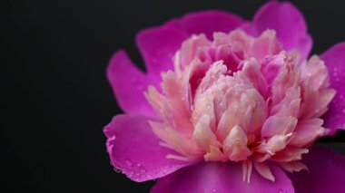 Siyah arkaplanda şakayık çiçekleri videosu