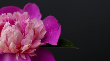 Siyah arkaplanda şakayık çiçekleri videosu