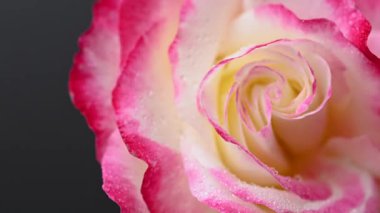 Güzel pelargonium yakın çekim videosu