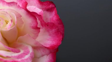 Güzel pelargonium yakın çekim videosu