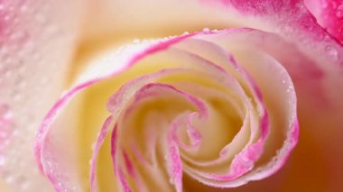 Güzel pelargonium yakın çekim videosu