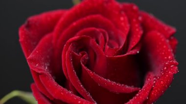 Siyah arkaplanda koyu kırmızı gül videosu